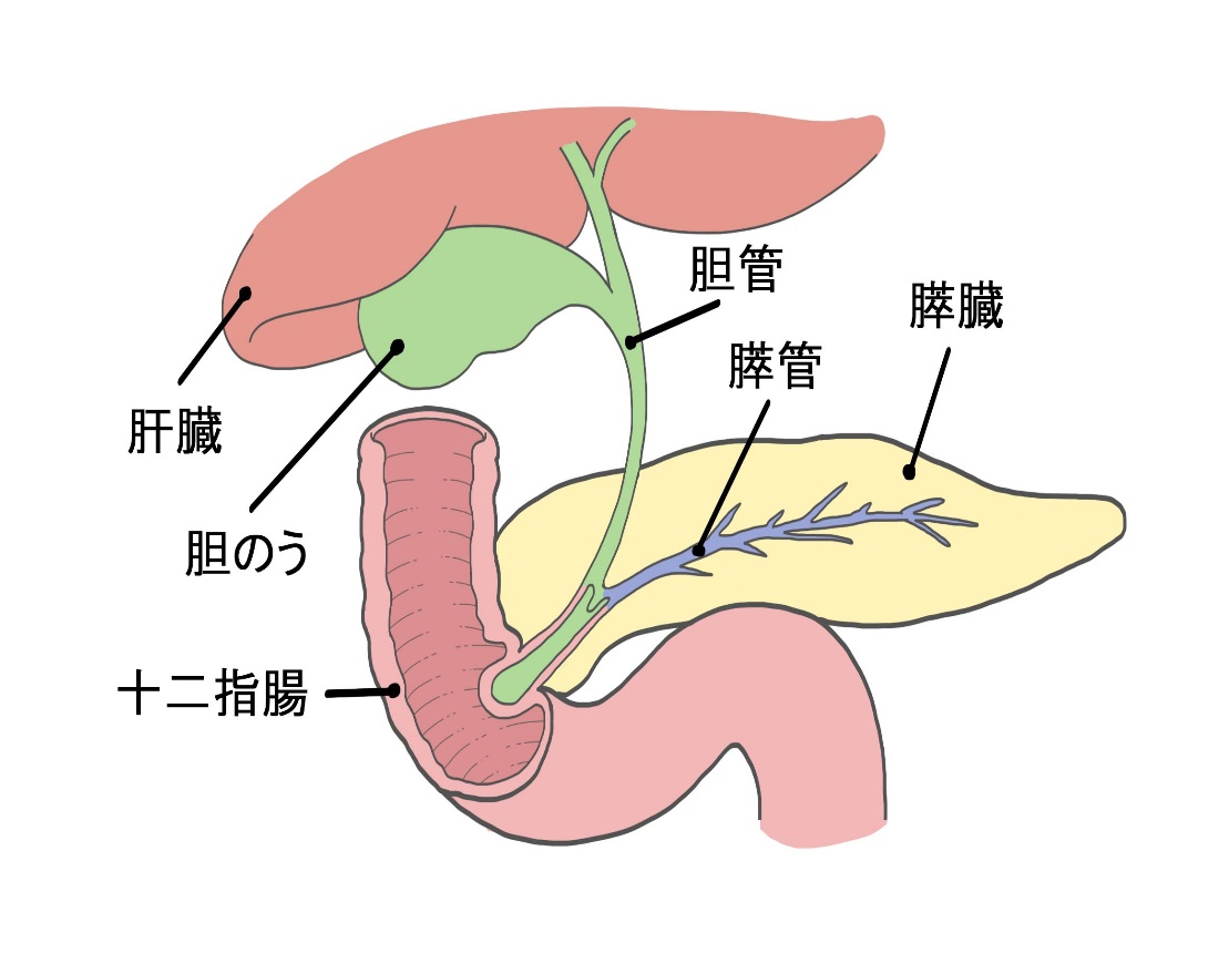 胆のう、胆管の模式図