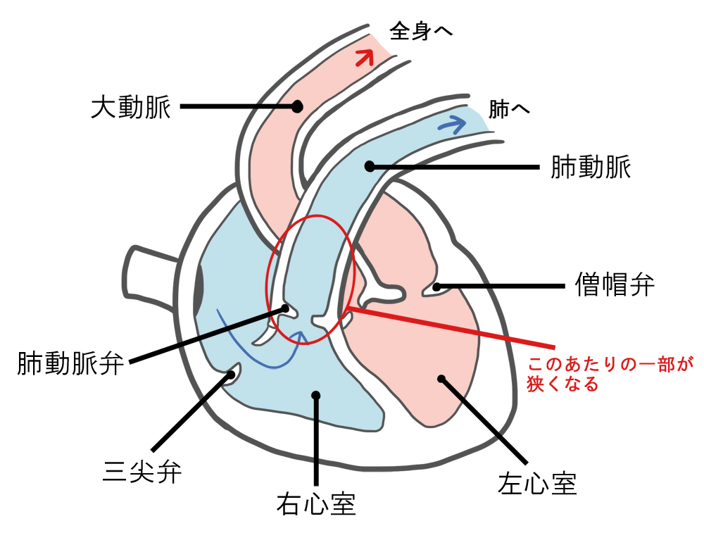 心臓の模式図