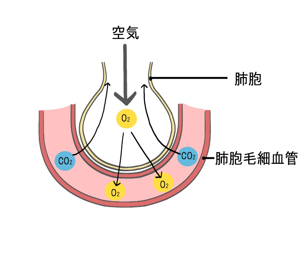 肺胞でのガス交換の模式図