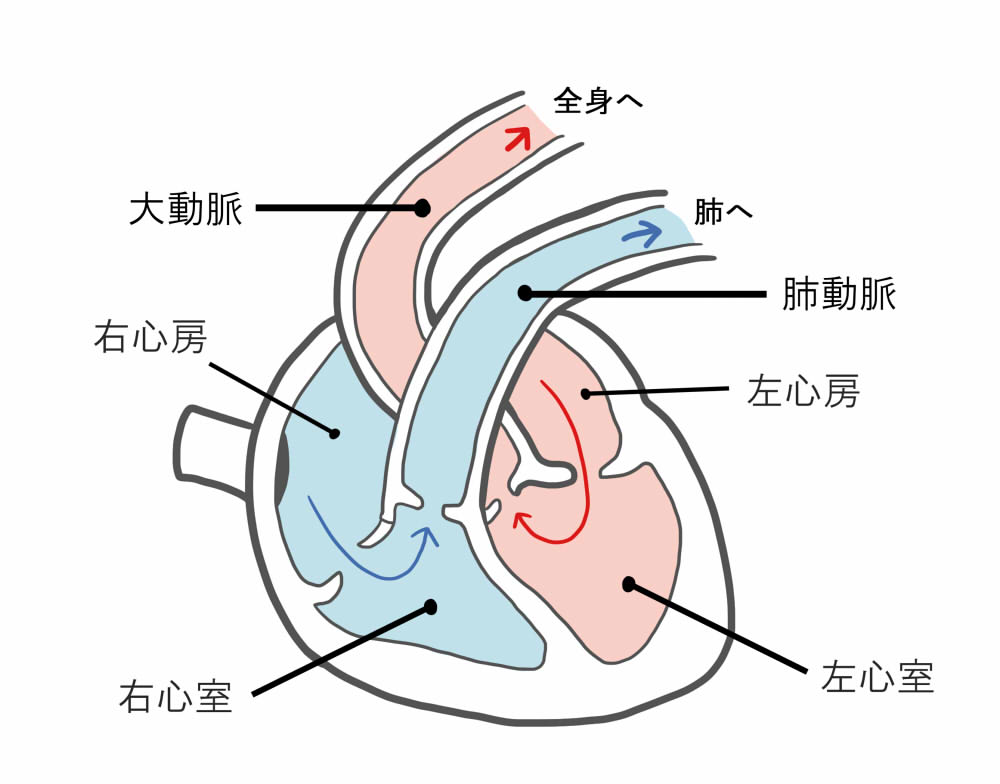 心臓の模式図