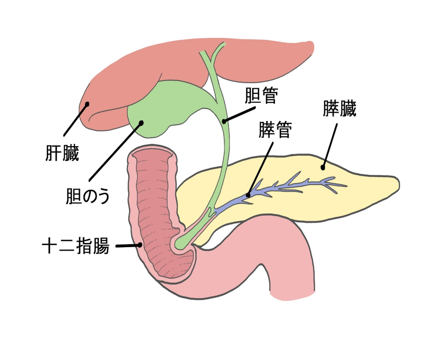 猫の胆管・膵管の開口部の模式図