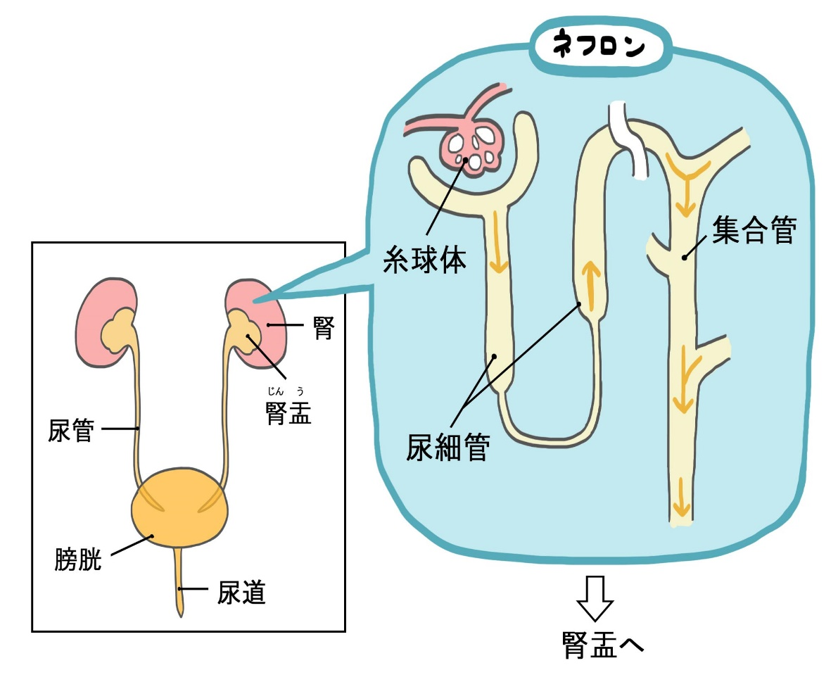 糸球体、尿細管、集合管（ネフロン）の模式図