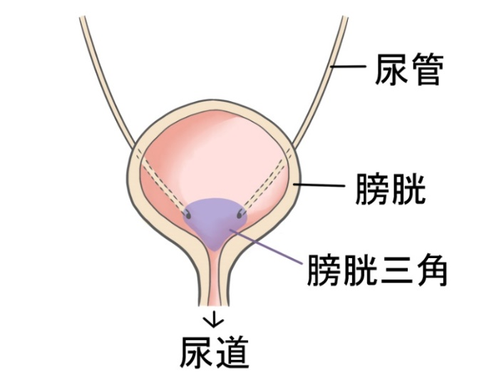 膀胱三角の模式図