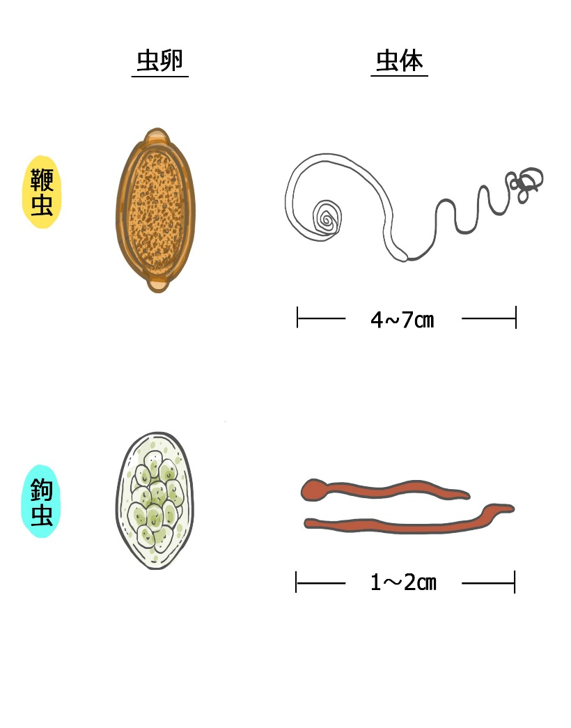 鞭虫・鉤虫の虫卵、虫体の模式図